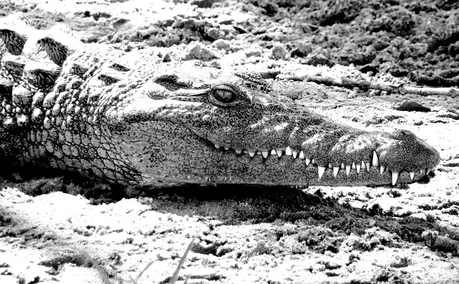 крокодил-хамелеон:) Национальный парк Чобе, Ботсвана