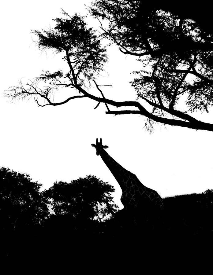 А чё это вы тут делаете, а? альбом то уже кончился:) Национальный парк Чобе, Ботсвана