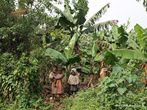 Дети из домов посреди банановых плантаций