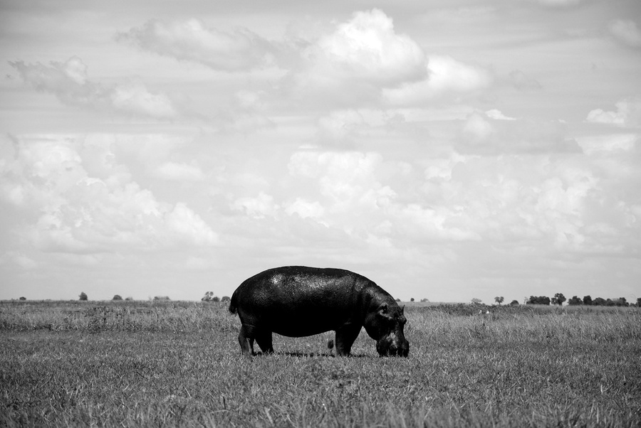 Мне было очень необычно впервые увидеть бегемота, пасущегося как корова, на поле. Они же обычно в воде или в зарослях время проводят. Национальный парк Чобе, Ботсвана