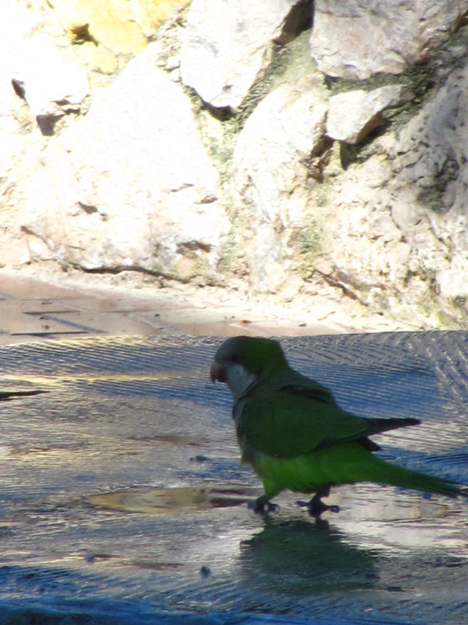 В парке курортного городка Санта Понса живут попугайчики, похожие на волнистых, только размерами раза в два больше. Остров Майорка, Испания
