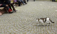 Кот Сулейман гуляет по парку