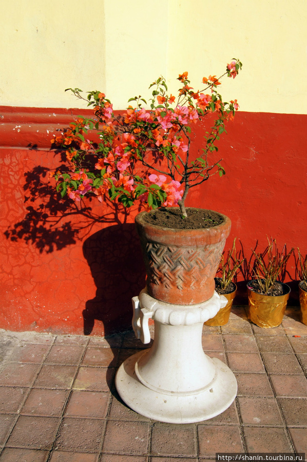 Цветочный горшок у стены церкви Пуэбла, Мексика