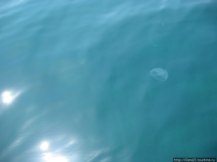 Мы медузы, мы медузы... Ялта, Россия