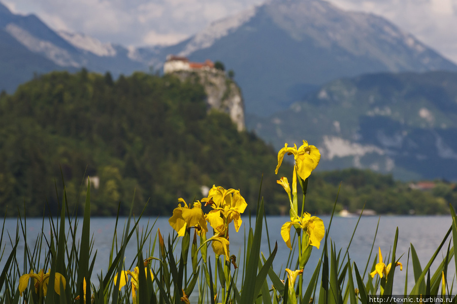Живописнейшее озеро в словенских Альпах Блед, Словения