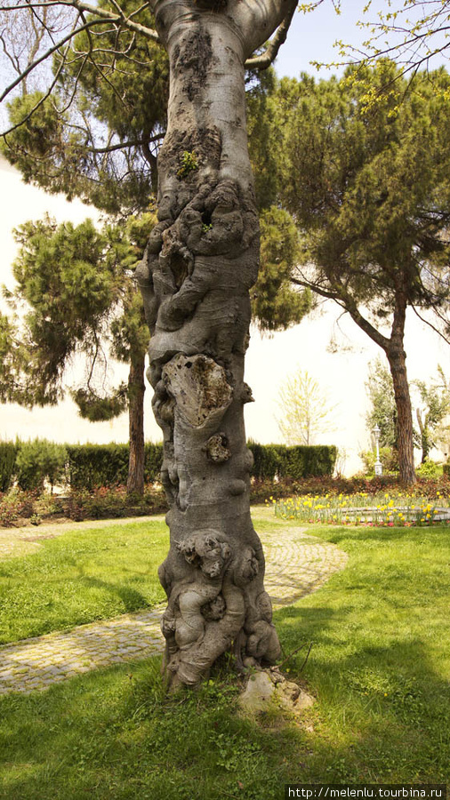 кузявое дерево Стамбул, Турция