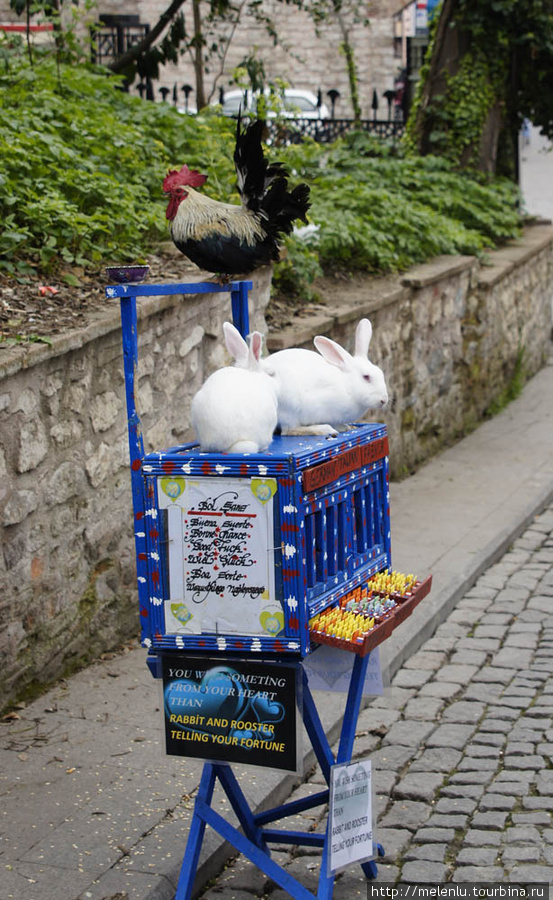 Гадальный петух  и кролики Стамбул, Турция