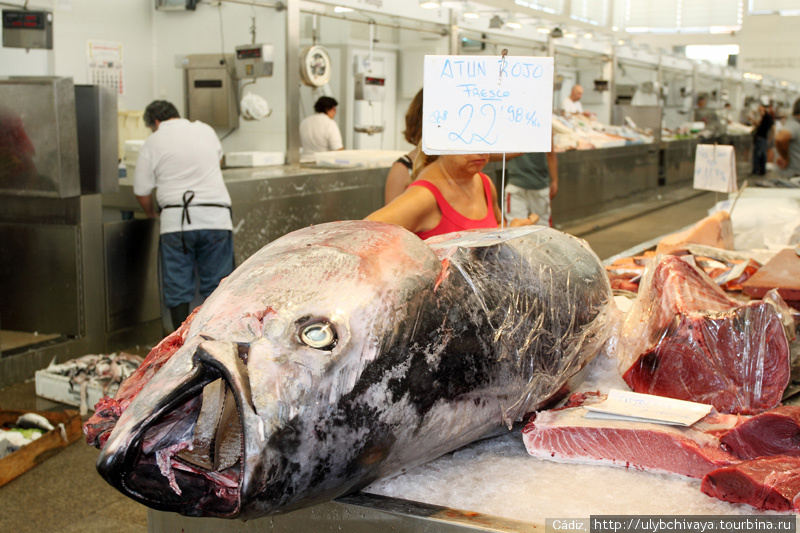 Его величество тунец. Размер поражает. Кадис, Испания