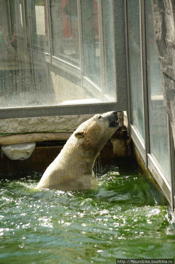 Зоопарк в Карлсруэ: белые медведи в сантиметре от твоей руки Карлсруэ, Германия