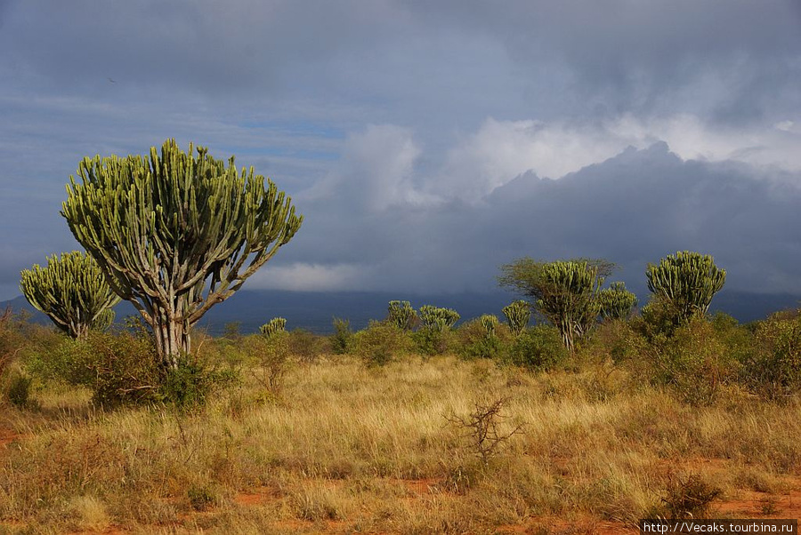 Лавовые поля Шейтани Цаво-Вест Национальный Парк, Кения