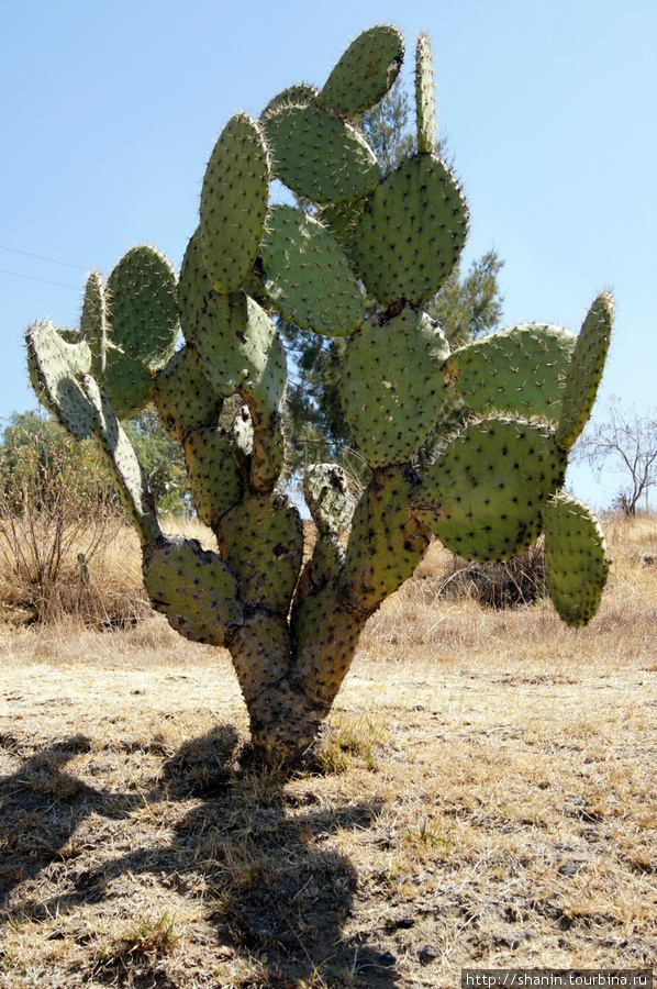 Гигантский кактус Штат Тласкала, Мексика