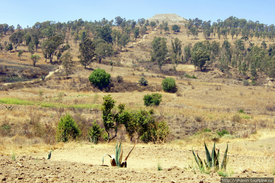 Кактусы на руинах Штат Тласкала, Мексика