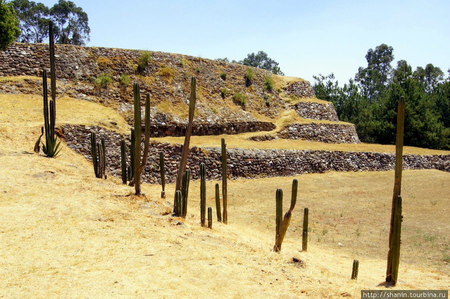 Ряд кактусов — как забор Штат Тласкала, Мексика