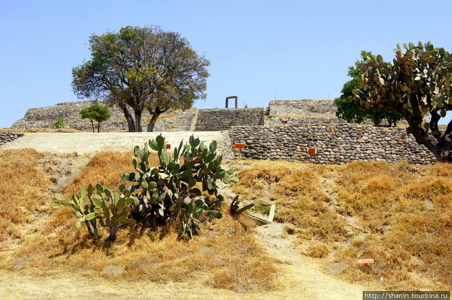Кактус у основания пирамиды Цветов Штат Тласкала, Мексика