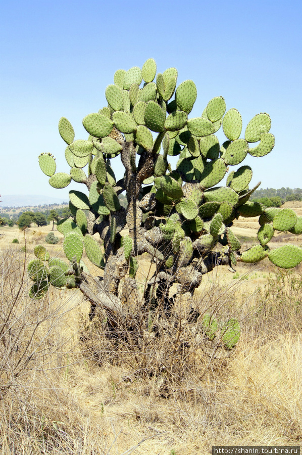 Большой кактучс Штат Тласкала, Мексика