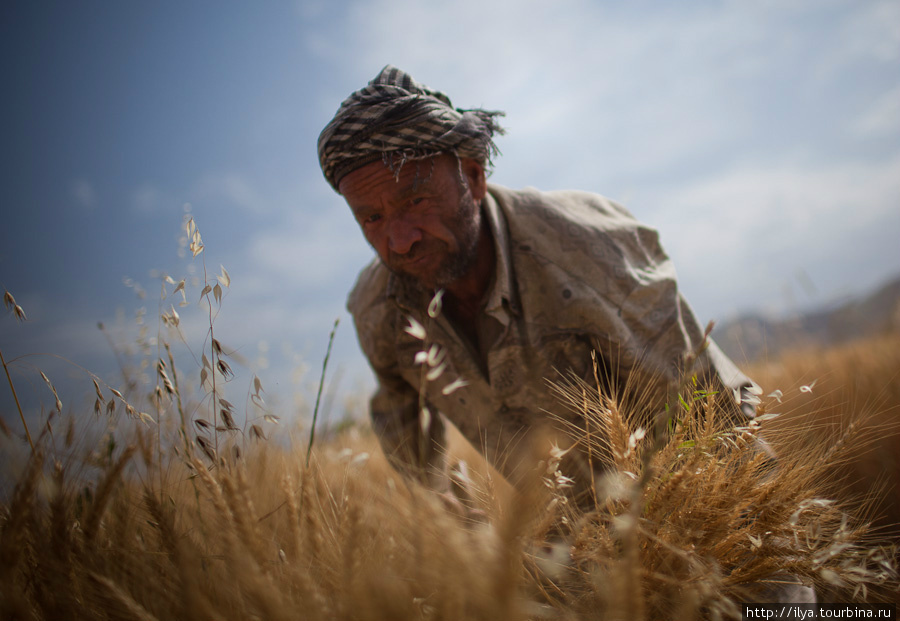 Пшеницу аккуратно срезают серпами. Файзабад, Афганистан