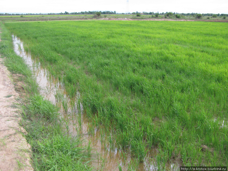 Рисовое поле Провинция Баттамбанг, Камбоджа