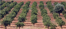 Вокруг монастыря плантации оливковых деревьев (самые ухоженные на Крите), монахи занимаются изготовлением масла и вина.