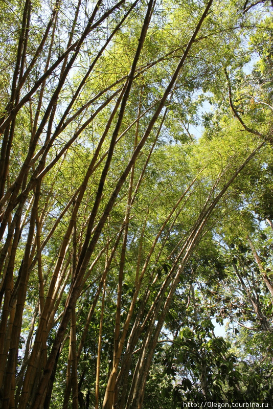 Бунгало в джунглях Паленке, Мексика