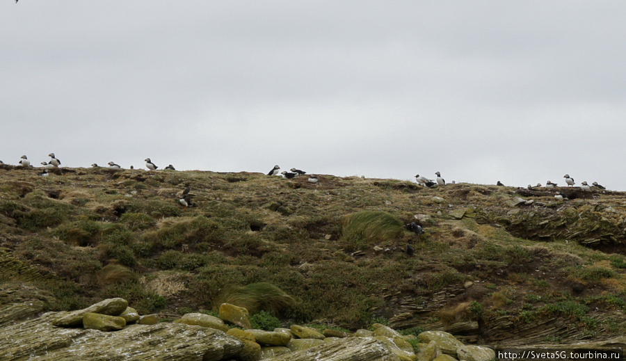 Круиз к птичьему острову для наблюдения за дикими птицам. Шотландия, Великобритания