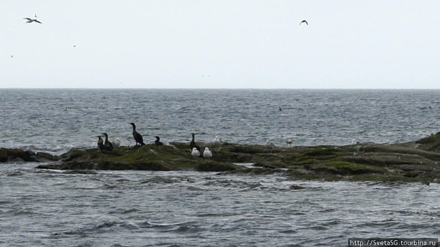 Круиз к птичьему острову для наблюдения за дикими птицам. Шотландия, Великобритания