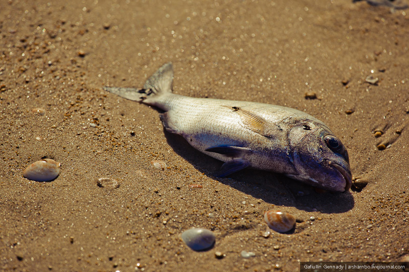 Нередко встречаются бездыханные обитателя моря, выброшенные на берег водной стихией. Герцлия, Израиль