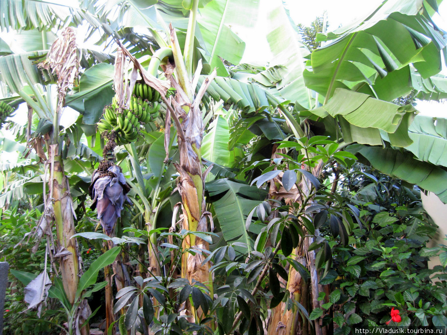 Бананы в саду у Сиомары Виньялес, Куба