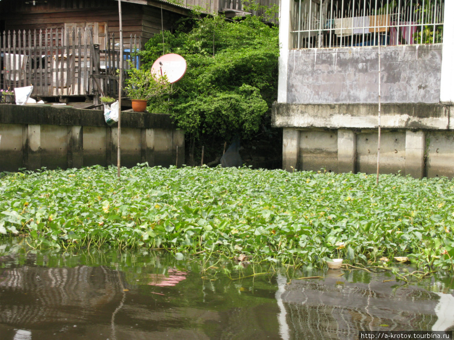 Часть каналов уже заросли Бангкок, Таиланд