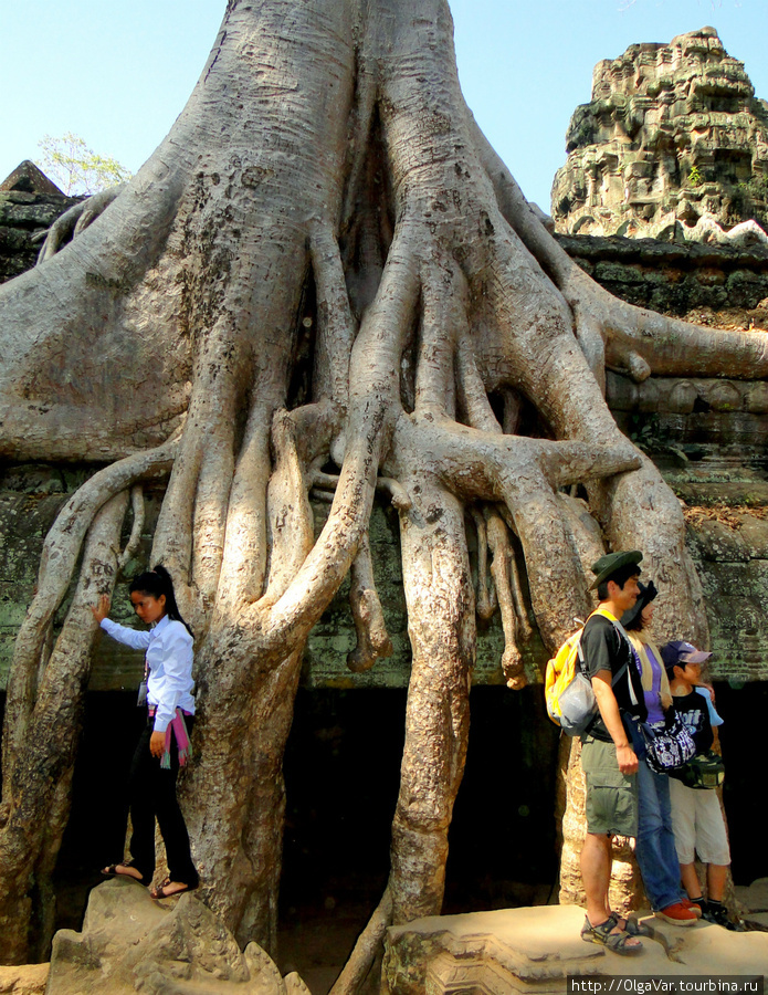 Как гигантский спрут деревья опутали храмовые стены. Именно это больше всего вызывает  любопытство туристов Ангкор (столица государства кхмеров), Камбоджа