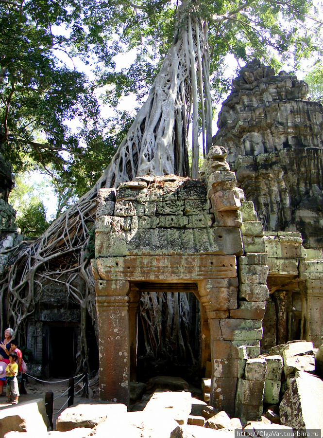 Самое известное (по путеводителям) и популярное  место в Та Проме, где собираюся толпы туристов Ангкор (столица государства кхмеров), Камбоджа
