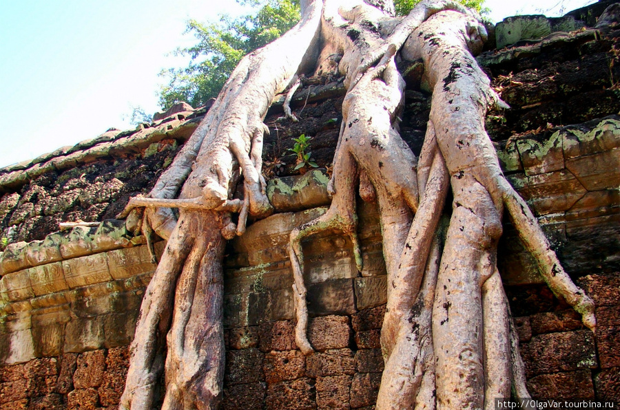 По сути — это фикус, для которого песчанник — самая благодатная почва для того, чтобы вымахать в гиганта Ангкор (столица государства кхмеров), Камбоджа