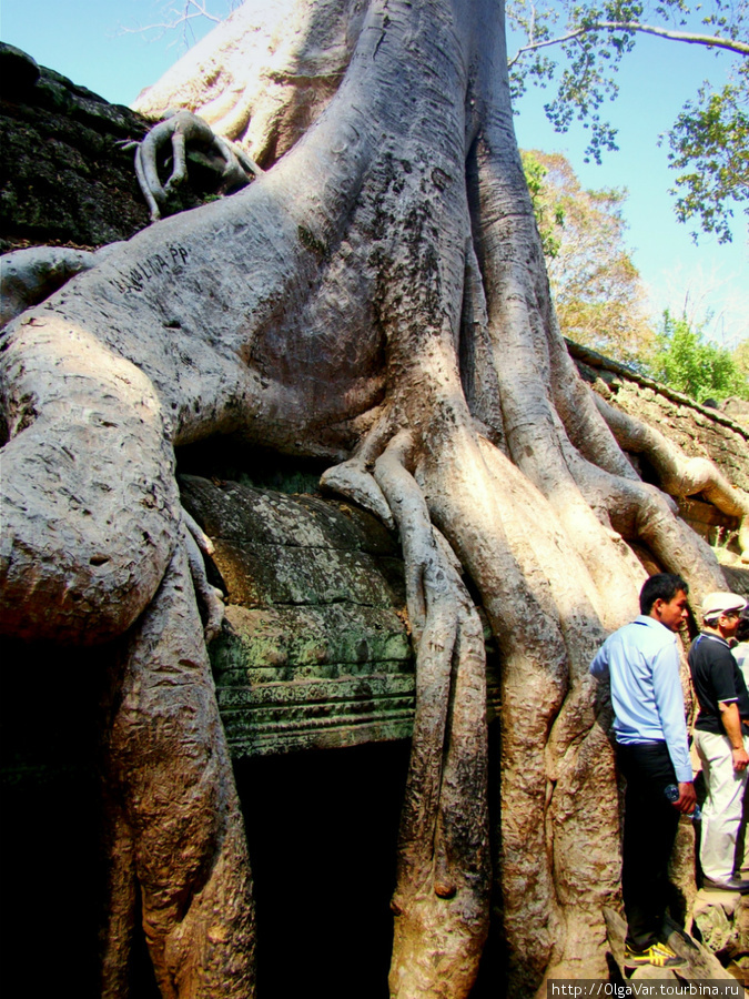 Храм Та Пром: в объятиях джунглей Ангкор (столица государства кхмеров), Камбоджа