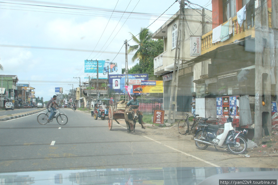 дорогу можно пересекать и поперек Шри-Ланка