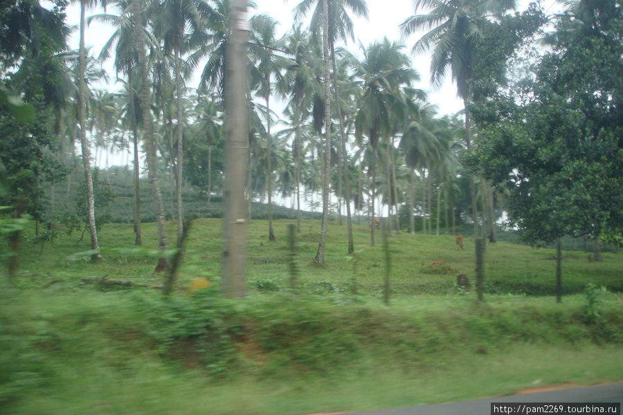 вид на плантации кокосов Шри-Ланка