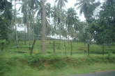 вид на плантации кокосов