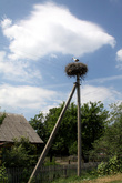 Уже выезжая из заповедника мы встречали такие гнезда аистов (буселов по белорусски) в деревнях