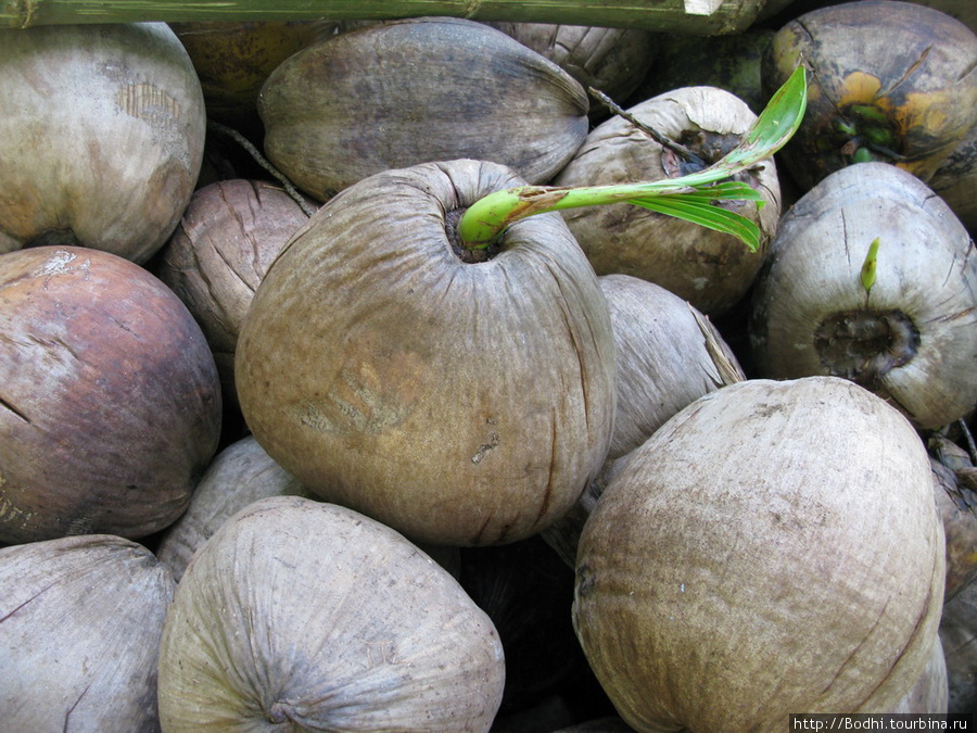 Прорастающие кокосы Бунакен, Индонезия