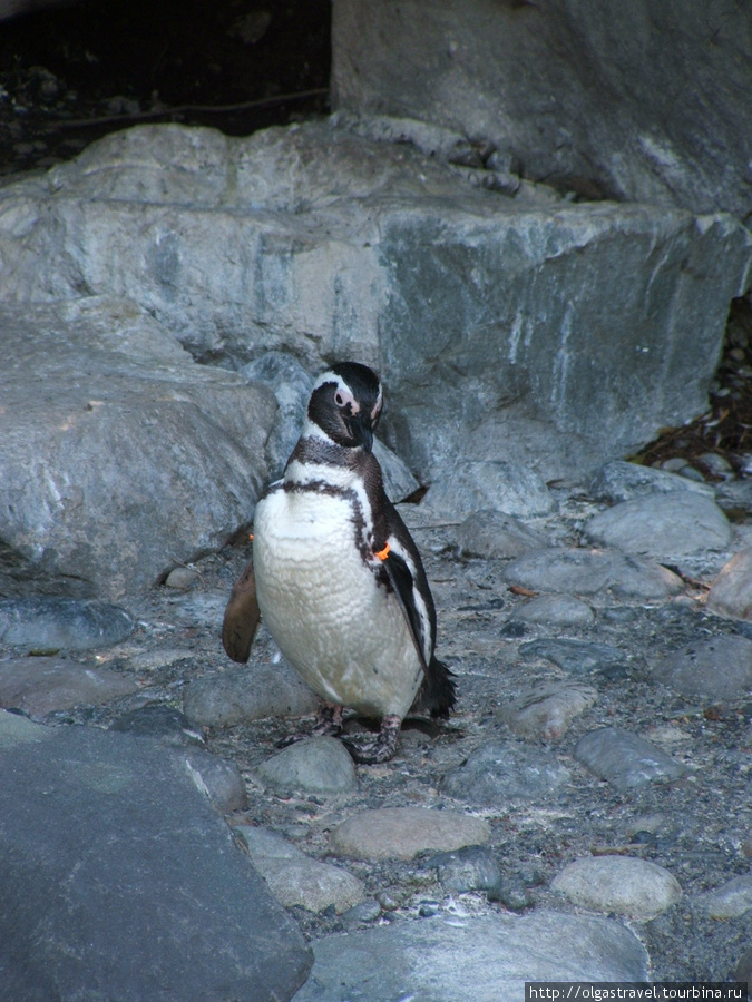 Пингвинчик готов к коктель вечеринке в смокинге.