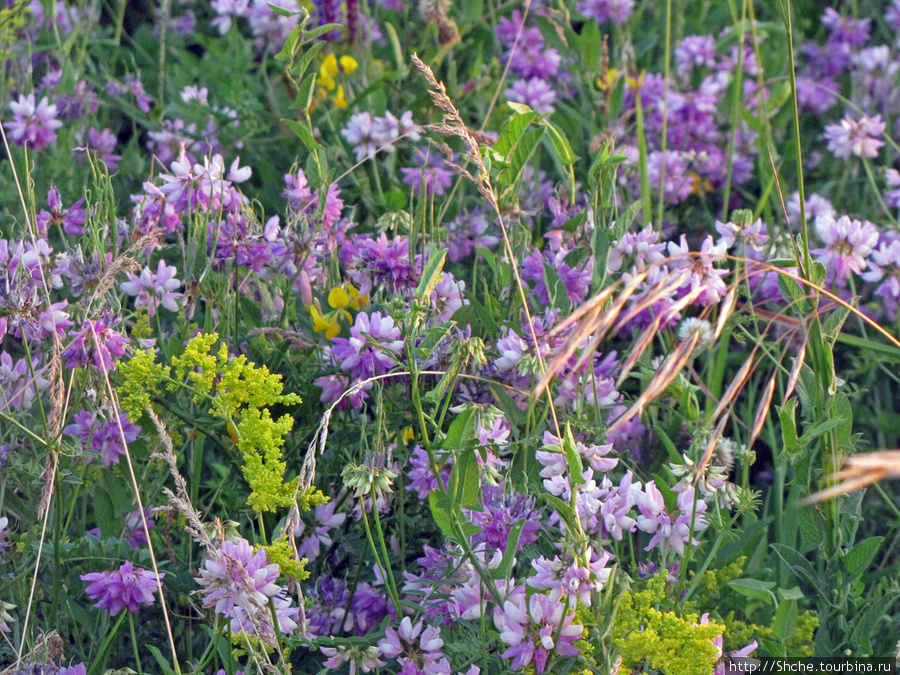 полевые цветы, лето в разгаре... Харьковская область, Украина