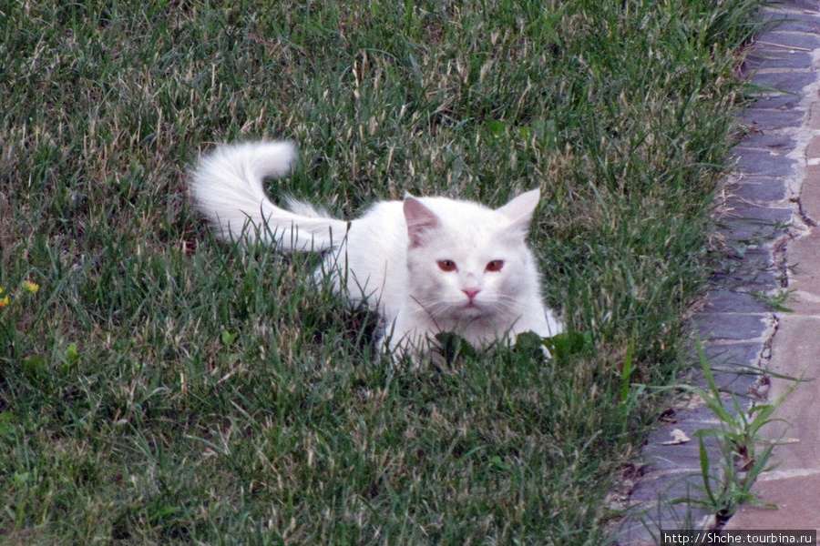 А возле дома ожидал недоуменный кот:  Лисенка они пошли снимать, но чем я хуже? Харьковская область, Украина