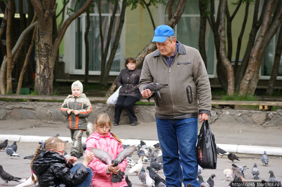 Североморцы  любят голубей. И эта любовь взаимна. Североморск, Россия