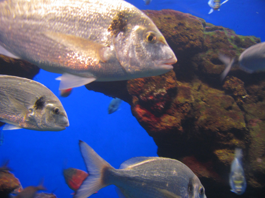 И сразу же попадаешь в полутёмную галерею с первым аквариумом Пальма-де-Майорка, остров Майорка, Испания