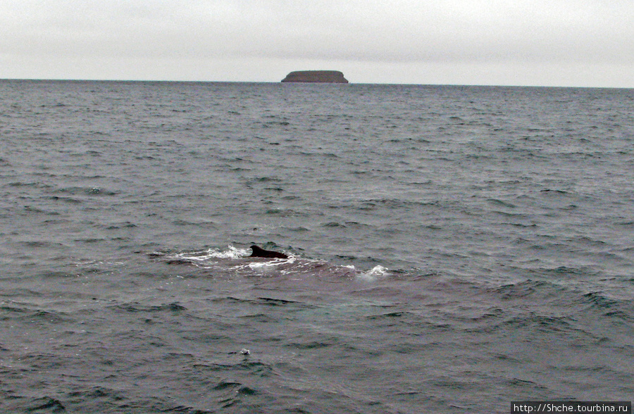 Второго кита встретили еще минут через 20... Хусавик, Исландия