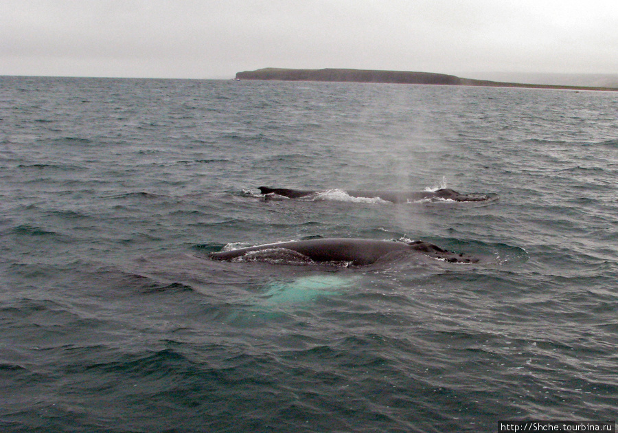 ... и вот удача, их оказалось 2, в смысле кита... Хусавик, Исландия