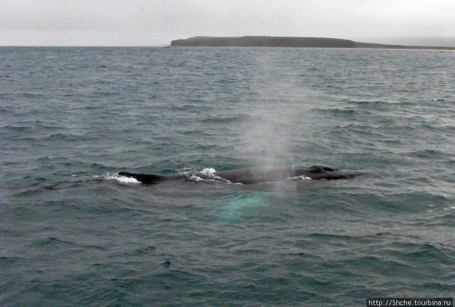 после выхода из-под воды киты делают громкое  П-ф-ф-ф Хусавик, Исландия