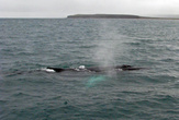 после выхода из-под воды киты делают громкое  П-ф-ф-ф