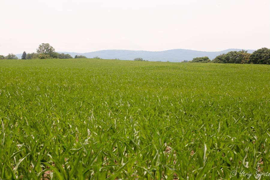Местность — кукурузные поля с горами вдалеке Фредерик, CША