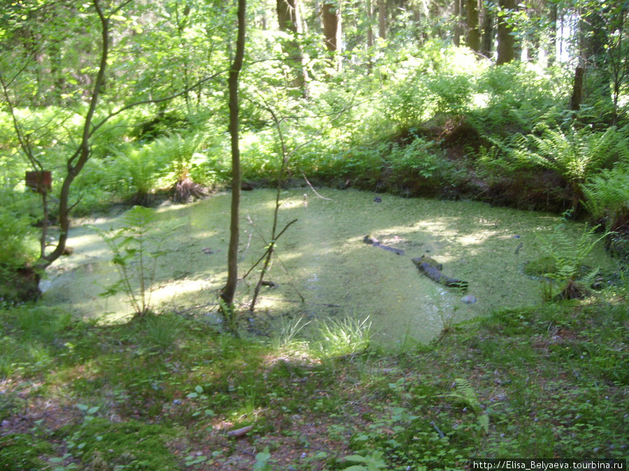 еще один пруд(или воронка) в том же месте Комарово, Россия