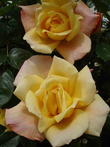 Очень ароматные розы Лавры