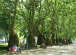 Странные деревья в городском парке